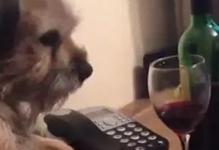 狗狗嗜酒如命，主人一伸手拿酒杯，狗狗耍小心思！