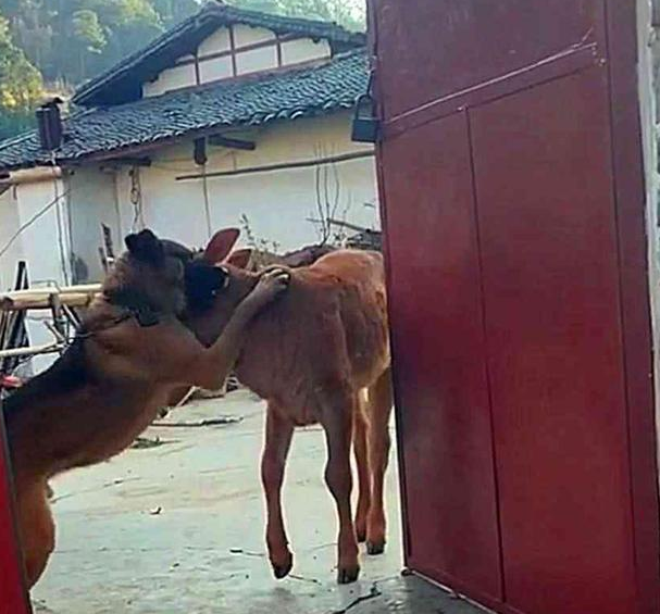 小黄牛想悄悄跑路,狗狗猛的跳起来紧抱它,狗:你是关键资产快回去 小黄牛想悄悄跑路,狗狗猛的跳起来紧抱它,狗:你是关键资产快回去