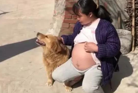 女生将要生产制造，当她应对金毛外露大肚后，金毛的个人行为却令人惊讶