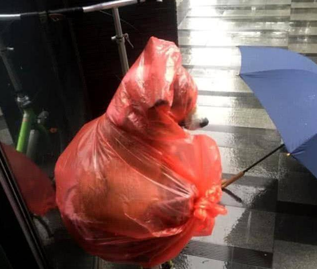突下暴雨主人不急，给狗狗自做防水防雨武器，結果一下子逗笑过路人