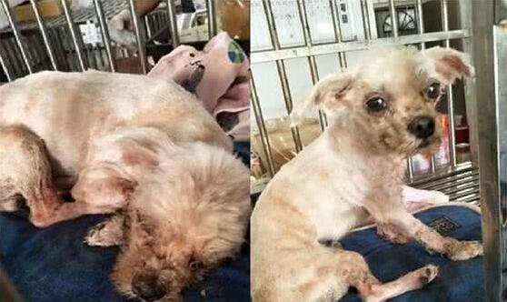遭繁殖场丢弃的玛尔济斯犬四周流浪屎尿覆盖全身 遭繁殖场丢弃的玛尔济斯犬四周流浪屎尿覆盖全身