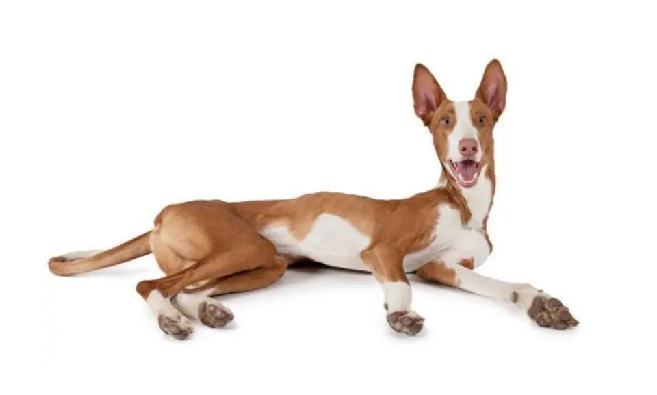 依比沙猎犬在akc的犬种标准