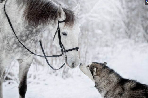 哈士奇找了新的女友，在雪里秀恩爱，犬粮满天飞舞！