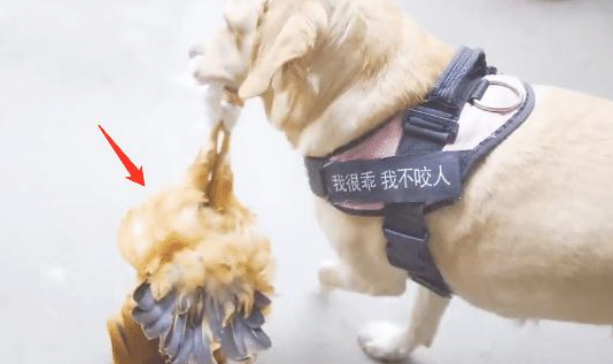 拉布拉多跟主人去买鸡,結果一路飞奔回家了,狗:快点儿入锅煮 拉布拉多跟主人去买鸡,結果一路飞奔回家了,狗:快点儿入锅煮