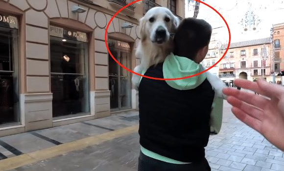 网民带金毛出去逛街购物,結果中了狗子的“计”,主人:真的很难 网民带金毛出去逛街购物,結果中了狗子的“计”,主人:真的很难
