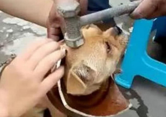 狗狗钻入泥罐里被卡死，主人拿锤头破开后，狗狗的反映笑翻许多人！