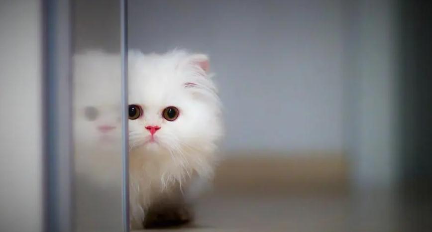 猫咪洗耳液怎么使用 猫咪洗耳液怎么使用