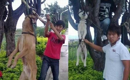 两狗被活生生吊死 凶手被众网友人肉