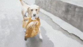 拉布拉多跟主人去买鸡,結果一路飞奔回家了,狗:快点儿入锅煮 拉布拉多跟主人去买鸡,結果一路飞奔回家了,狗:快点儿入锅煮