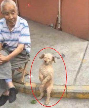 把泰迪送去爷爷家寄养宠物一个礼拜回家后见到它有态度的座姿笑喷了 把泰迪送去爷爷家寄养宠物一个礼拜回家后见到它有态度的座姿笑喷了