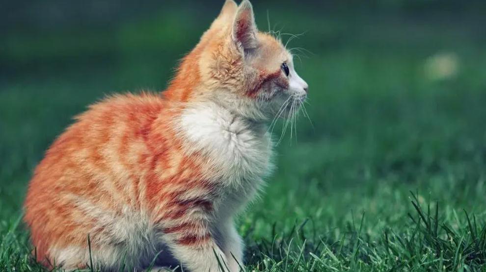 猫咪屁眼有血什么原因