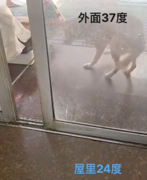 狗狗刚走出门玩儿,却由于太热了立刻就回家,狗:不愿变成热狗香肠! 狗狗刚走出门玩儿,却由于太热了立刻就回家,狗:不愿变成热狗香肠!