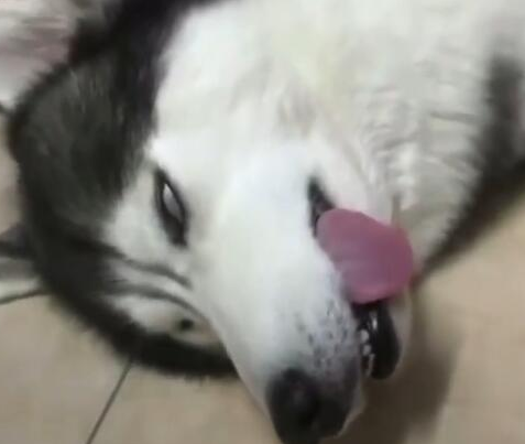 小狗入睡听不到召唤，主人喊傻狗，这狗立即翻眼呆咯！