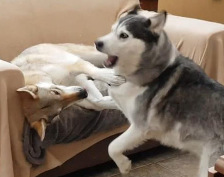 狼犬占领布艺沙发的部位，二哈看后戏竟这般多，发脾气的模样让人搞笑