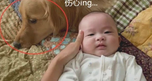 女主人生下宝宝后，金毛被冷淡，憋屈的模样令人心痛