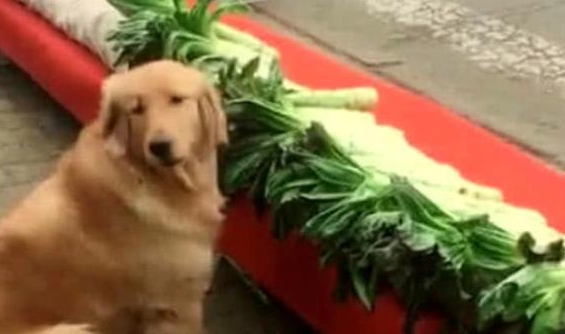 听话金毛帮主人卖蔬菜，总看不到顾客上门服务，急性子的人的小宝贝积极来拉客