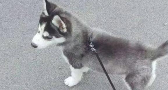 二哈在社区里威武惯了，碰到柴犬后，铲屎官：丢人丢变大