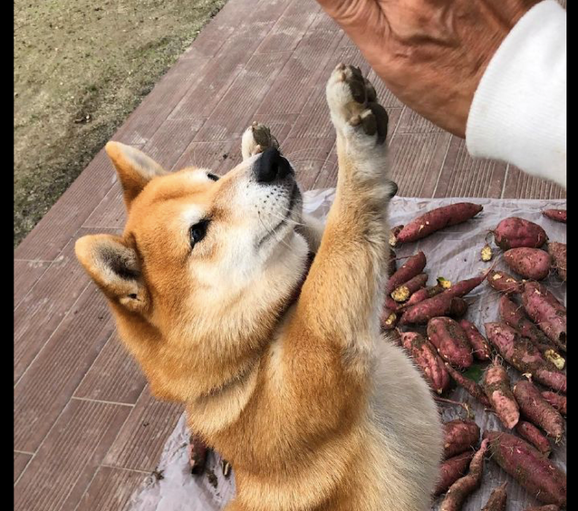 网民挖了一包装袋红薯,柴犬看到后激动的站立起来和主人拍掌:我想吃 网民挖了一包装袋红薯,柴犬看到后激动的站立起来和主人拍掌:我想吃