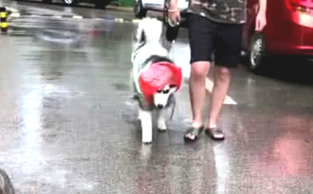 二哈与金毛在雨中漫步,造型吸人的眼睛,网友:二哈这是什么鬼 二哈与金毛在雨中漫步,造型吸人的眼睛,网友:二哈这是什么鬼