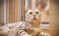 猫怕热吗 夏天需要给他开空调吗