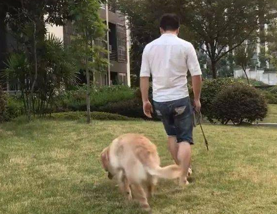 小伙遛金毛中途装作昏倒,結果金毛的反映令人笑喷了