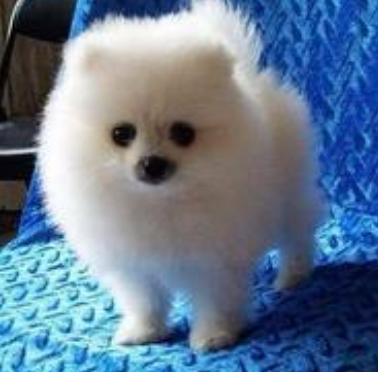 成都一男子不满爱犬被称狗刺伤路人被拘捕