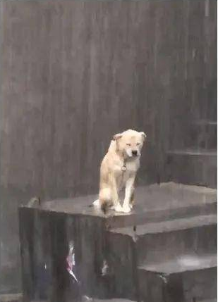 倾盆大雨时狗狗被湿透，颈部有束缚，默默地在雨里抽泣