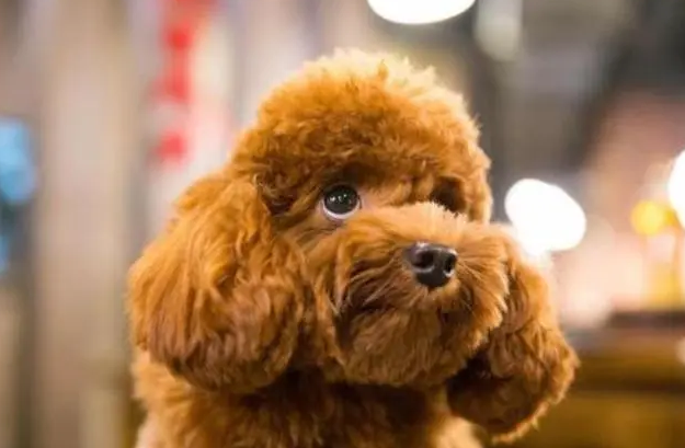 泰迪犬与刚毛猎狐梗哪个更厉害