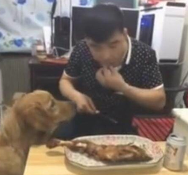 主人不给金毛分羊腿吃，小狗馋得确实憋不住了