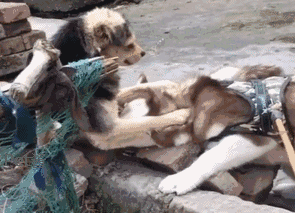 哈士奇戏弄中华田园犬，田园犬推挡便是一巴掌，二哈的小表情亮起