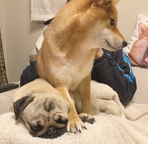 柴犬有意立在巴哥犬的上边，还一臀部坐着它的身上