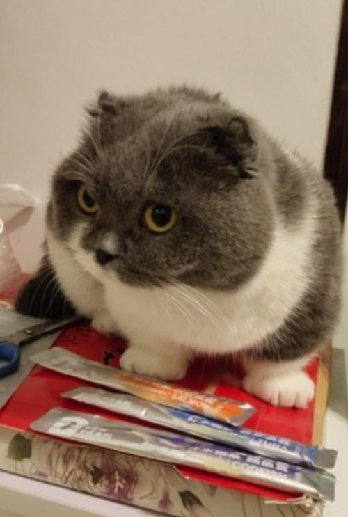 猫咪太高冷?耐威克猫条一出,软萌粘人大变身 猫咪太高冷?耐威克猫条一出,软萌粘人大变身