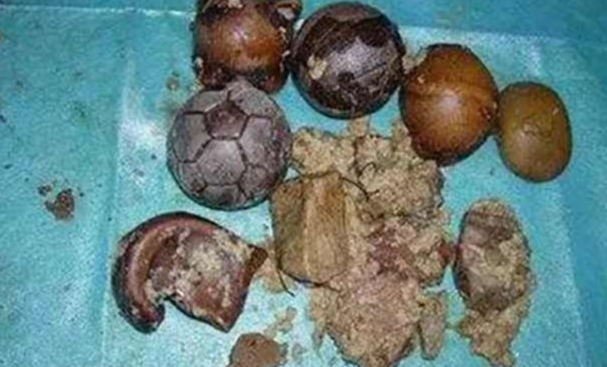 狗狗腹部经常发响，主人好奇心不己，带去医院检查吓住双眼滞销品