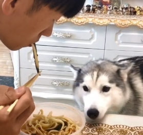 主人分饭吃,金毛拿碗来装,二哈取出这个东西后主人面色发生变化 主人分饭吃,金毛拿碗来装,二哈取出这个东西后主人面色发生变化