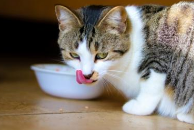 法米娜猫粮好不好?驯服挑食怪我就靠它了 法米娜猫粮好不好?驯服挑食怪我就靠它了