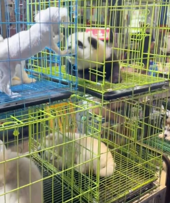 宠物市场售卖“大熊猫”？若不是它叫了两声，我还真就差点报警了