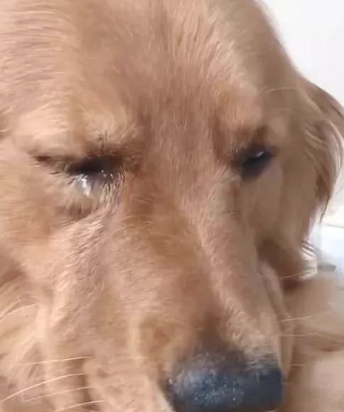 以前的主人去探望被卖出的金毛，狗狗的反映令人心痛万分