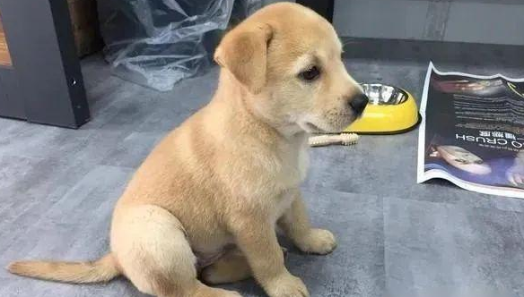 聪明的狗狗，全是他人家的啊！