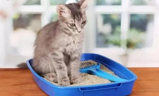 猫砂一般多久更换一次 猫砂一般多久更换一次