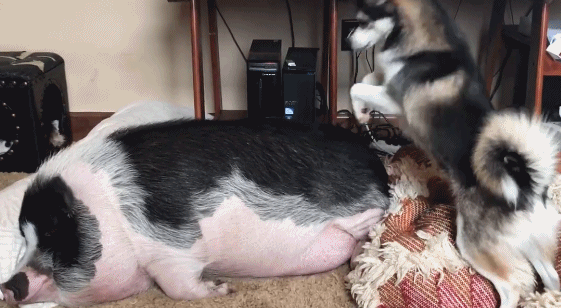 金毛给猪推拿,那么棒的技巧,不给猫奴推拿可惜了 金毛给猪推拿,那么棒的技巧,不给猫奴推拿可惜了