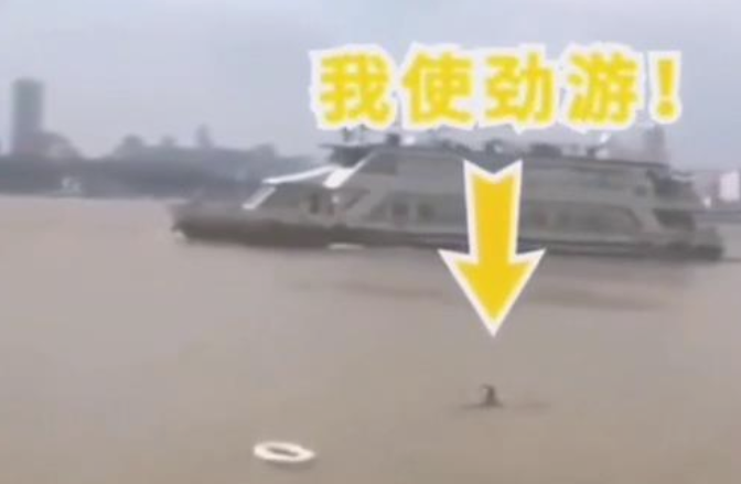 从此害怕训炼狗狗捡东西了,确实会出人命!結果我还是笑出眼泪了