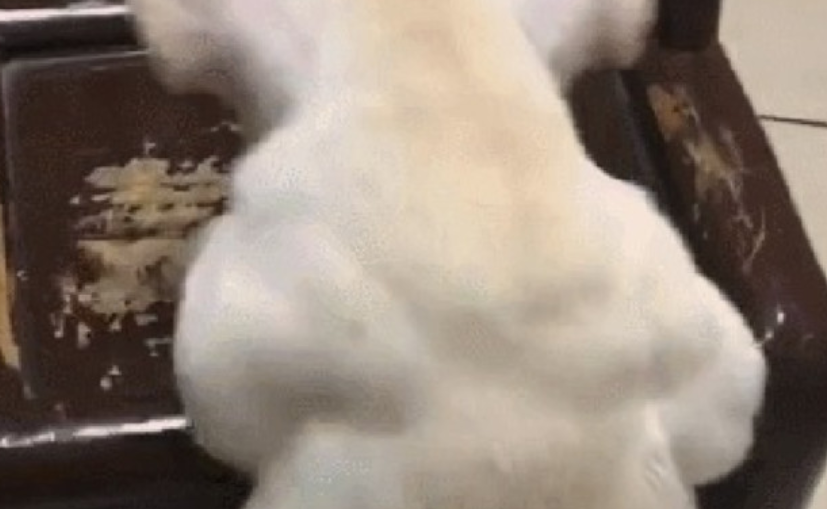 狗狗长了一身“史泰龙”级肌肉，爱运动健身人点评：极致的倒三角身材！