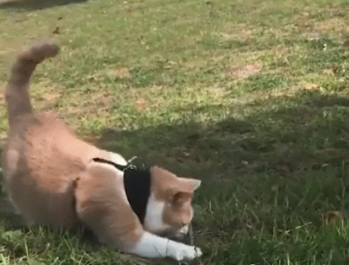 汪星人催促橘猫减肥瘦身,橘猫却一直懒惰:不歇息好哪里有气力减肥瘦身 汪星人催促橘猫减肥瘦身,橘猫却一直懒惰:不歇息好哪里有气力减肥瘦身