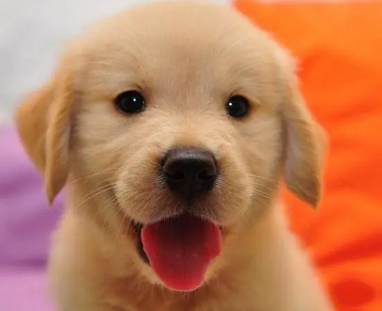 金毛幼犬什么时候长牙齿 金毛幼犬什么时候长牙齿