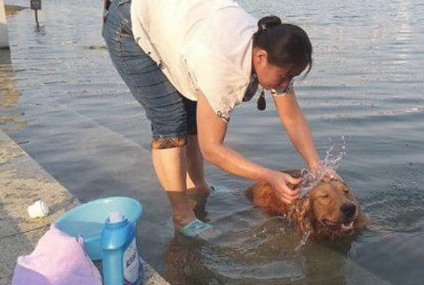 金毛被主人拖去小河边冼澡，回绝抵抗的模样，看见莫名其妙了解呀