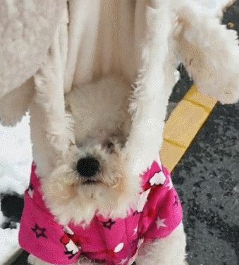 狗狗和主人去堆雪人，输掉以后，那样耍无赖不愿回家！