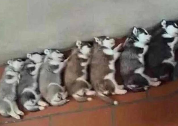 养布偶猫这些知识你知道吗?哈士奇生下七只小二哈,殊不知主人家一看差点儿笑喷了,讲好的纯种呢 养布偶猫这些知识你知道吗?哈士奇生下七只小二哈,殊不知主人家一看差点儿笑喷了,讲好的纯种呢