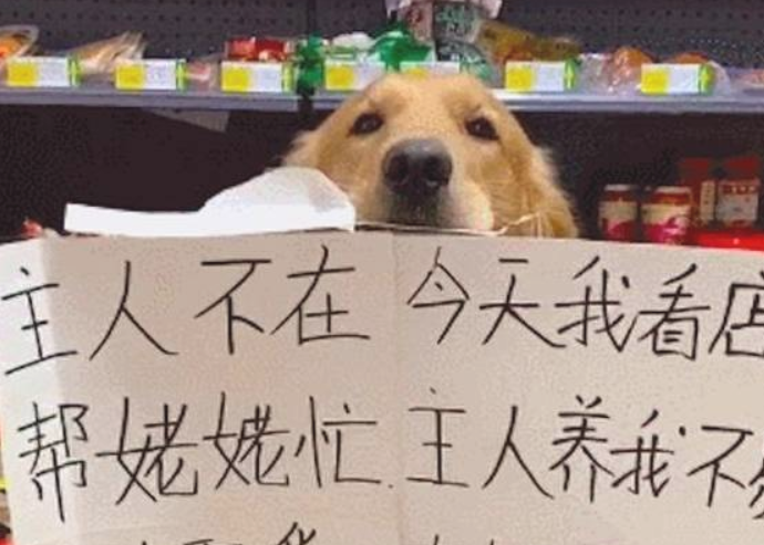 主人有急事出来后，金毛在商场里让顾客扫码支付