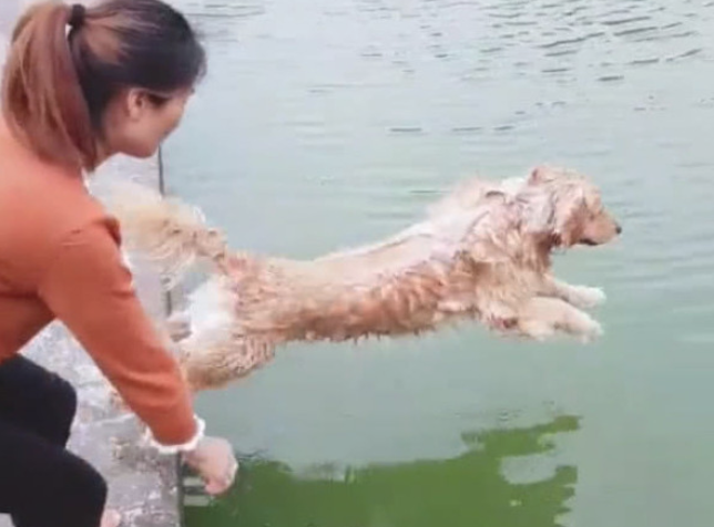 主人家狗狗洗澡,方法简单直接,扔渗水清理整洁 主人家狗狗洗澡,方法简单直接,扔渗水清理整洁