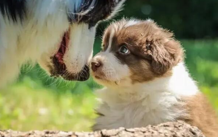 狗狗是色盲吗?狗狗眼中的世界你可能没见过!